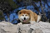 AKITA INU 307